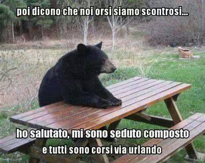 orso_educato